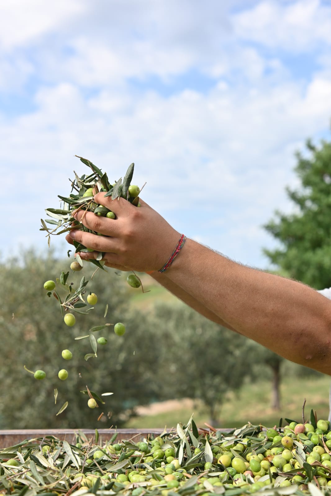 Aulive: il nostro Olio